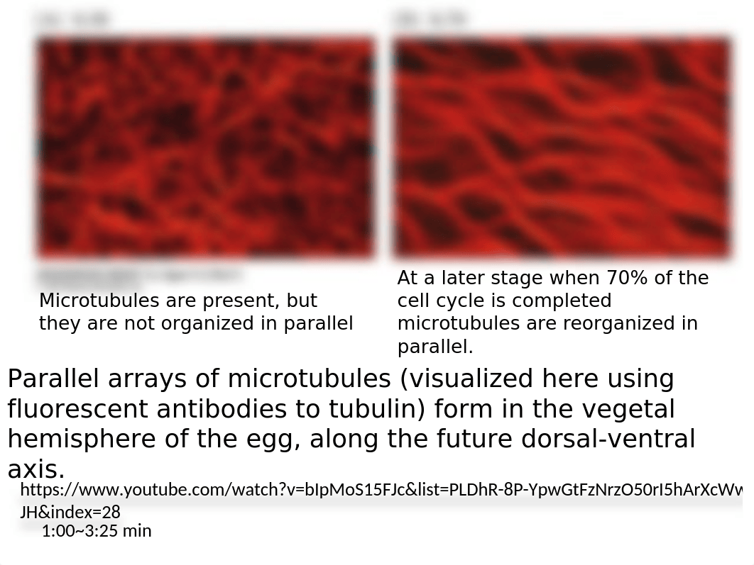 BSC 492 Developmental Biology Chapter 6 (1).pptx_dhoqbnv3199_page5