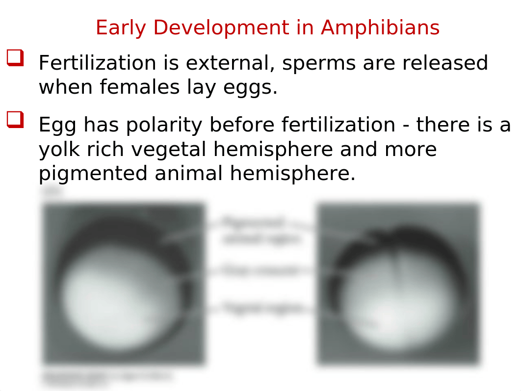 BSC 492 Developmental Biology Chapter 6 (1).pptx_dhoqbnv3199_page3