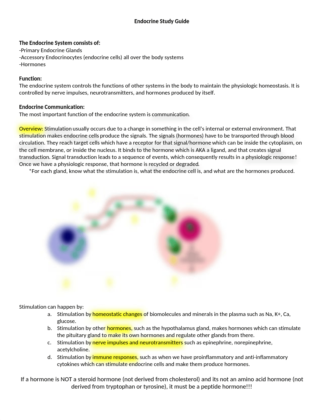 Endocrine Study Guide.docx_dhp9adv20jv_page1