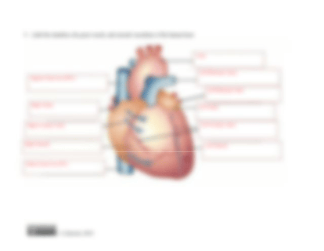 Week 10 Concept Check - Cardiovascular and Lymphatic Systems.docx_dhplz8srqci_page3