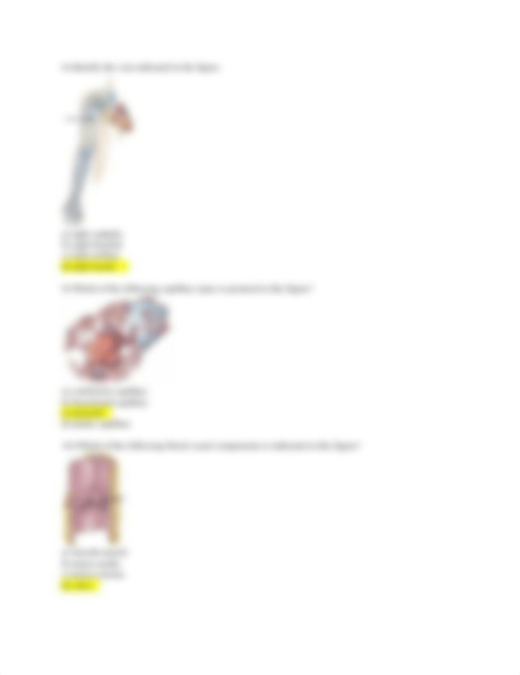 Bi0-131 Lab quiz Blood Vessels.docx_dhq3y69uri2_page2