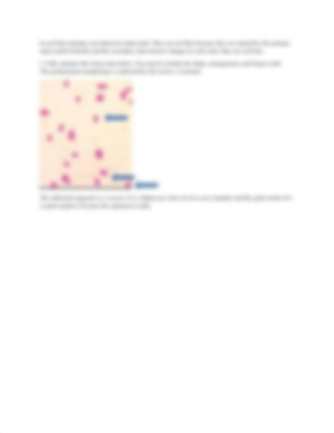 Gram stain and Acid Fast Stain Homework STUDENT.docx_dhq99i20ze3_page2