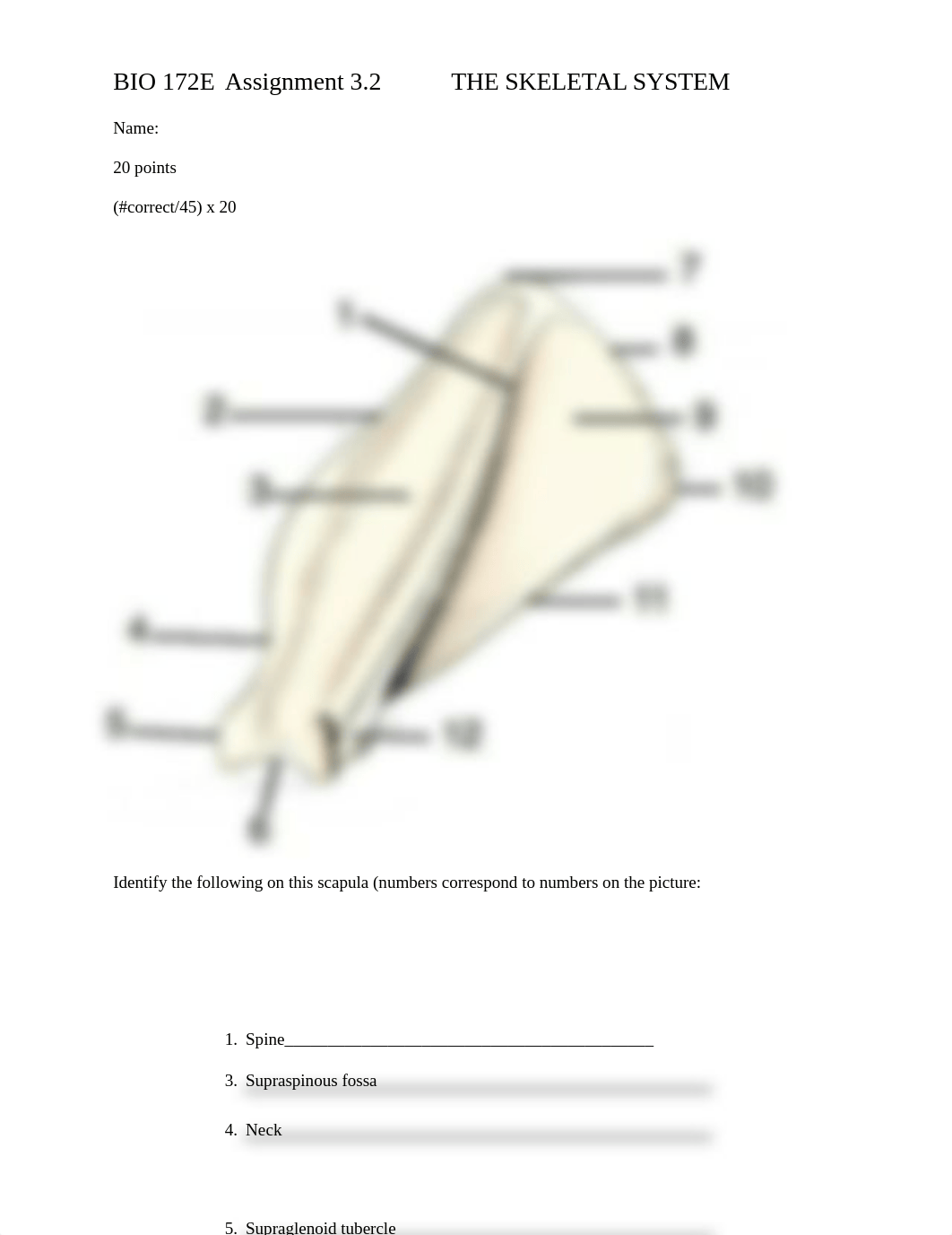 ASSIGNMENT 3.2 THE SKELETAL SYSTEM.docx_dhqj5wmnf3h_page1