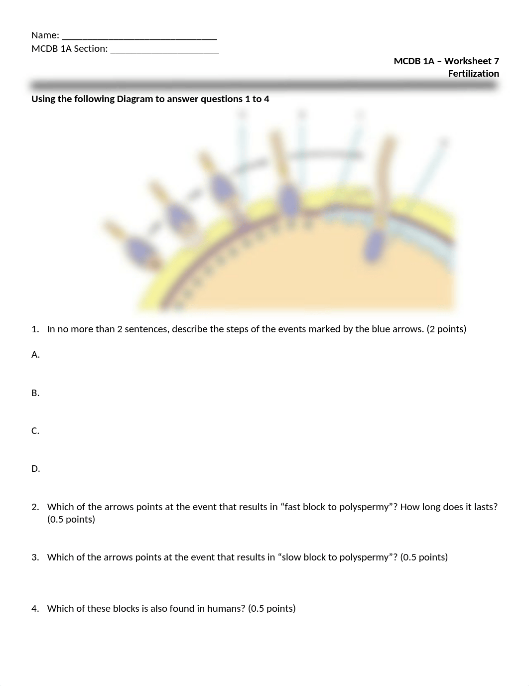 Activity 7 - Fertilization - BLANK.docx_dhqrcv36gcd_page1