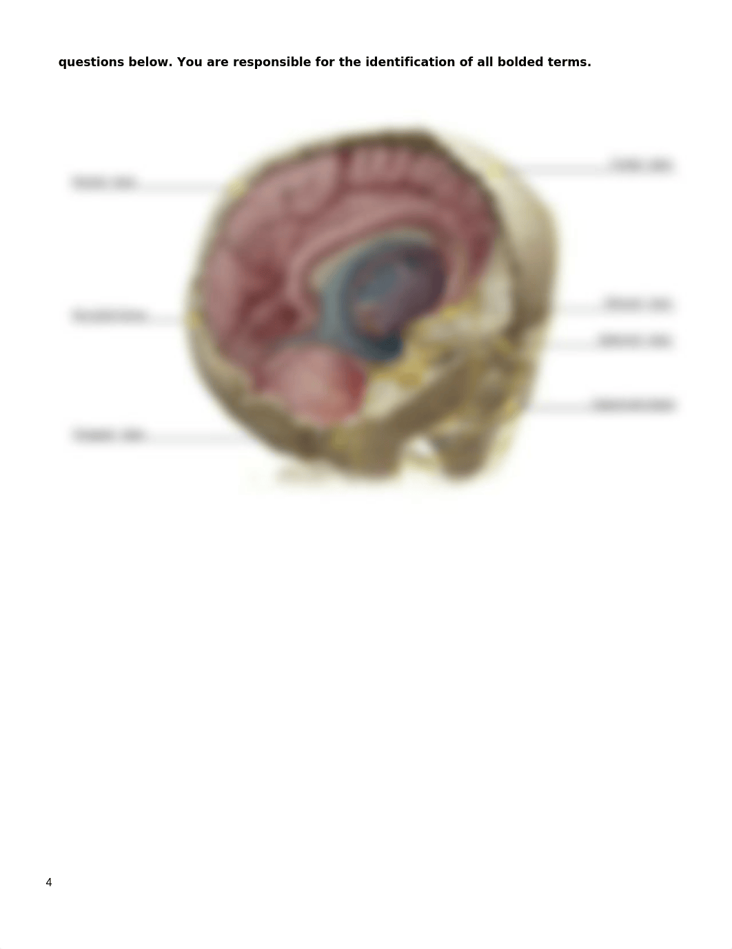 Lab_Material_-_Cranial_Nerves_-_KEY.docx_dhrdmn8rci6_page4