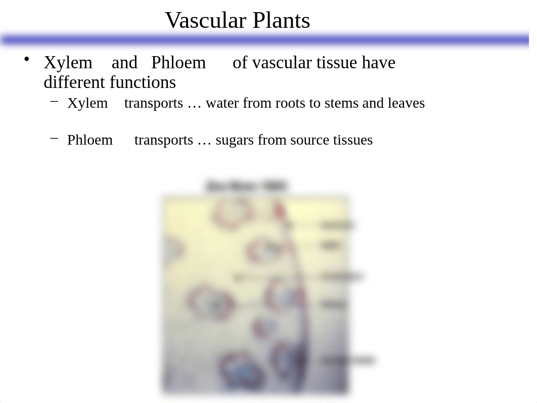 BIOL  Lab 8 Handout Gymnosperms Angiosperms.pptx_dhsr4p7jv8z_page2