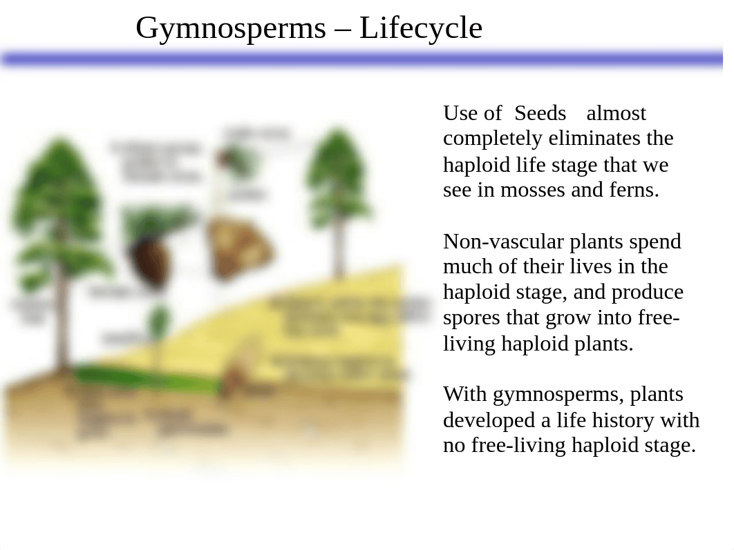 BIOL  Lab 8 Handout Gymnosperms Angiosperms.pptx_dhsr4p7jv8z_page3