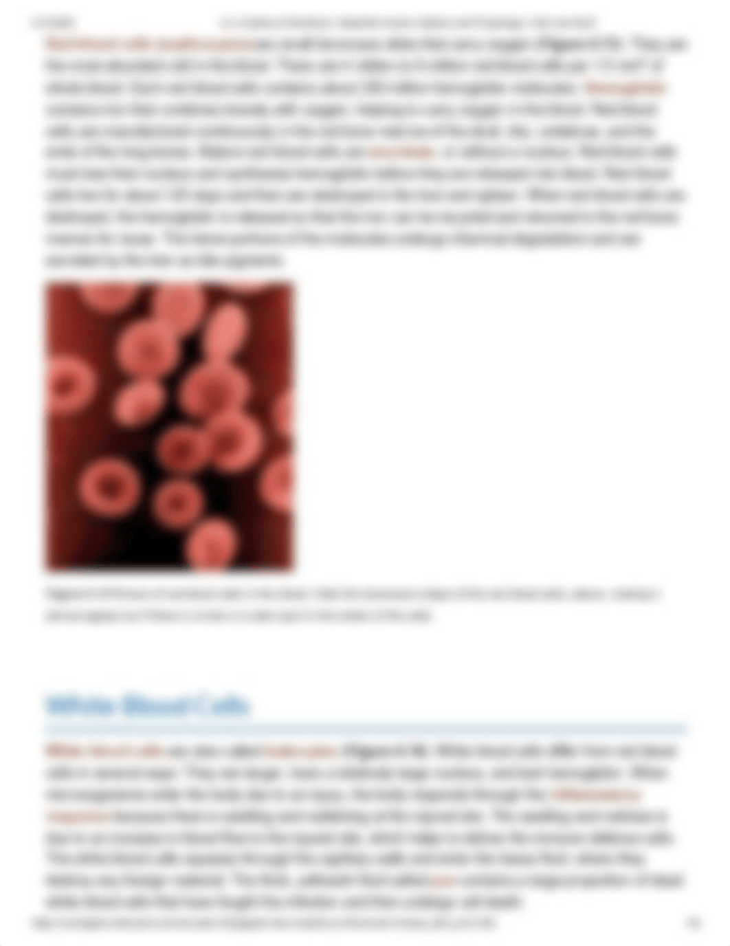 4.2_ Anatomy of the Blood _ Essential Human Anatomy and Physiology II with Lab- Burtt.pdf_dht0b89dd1v_page3