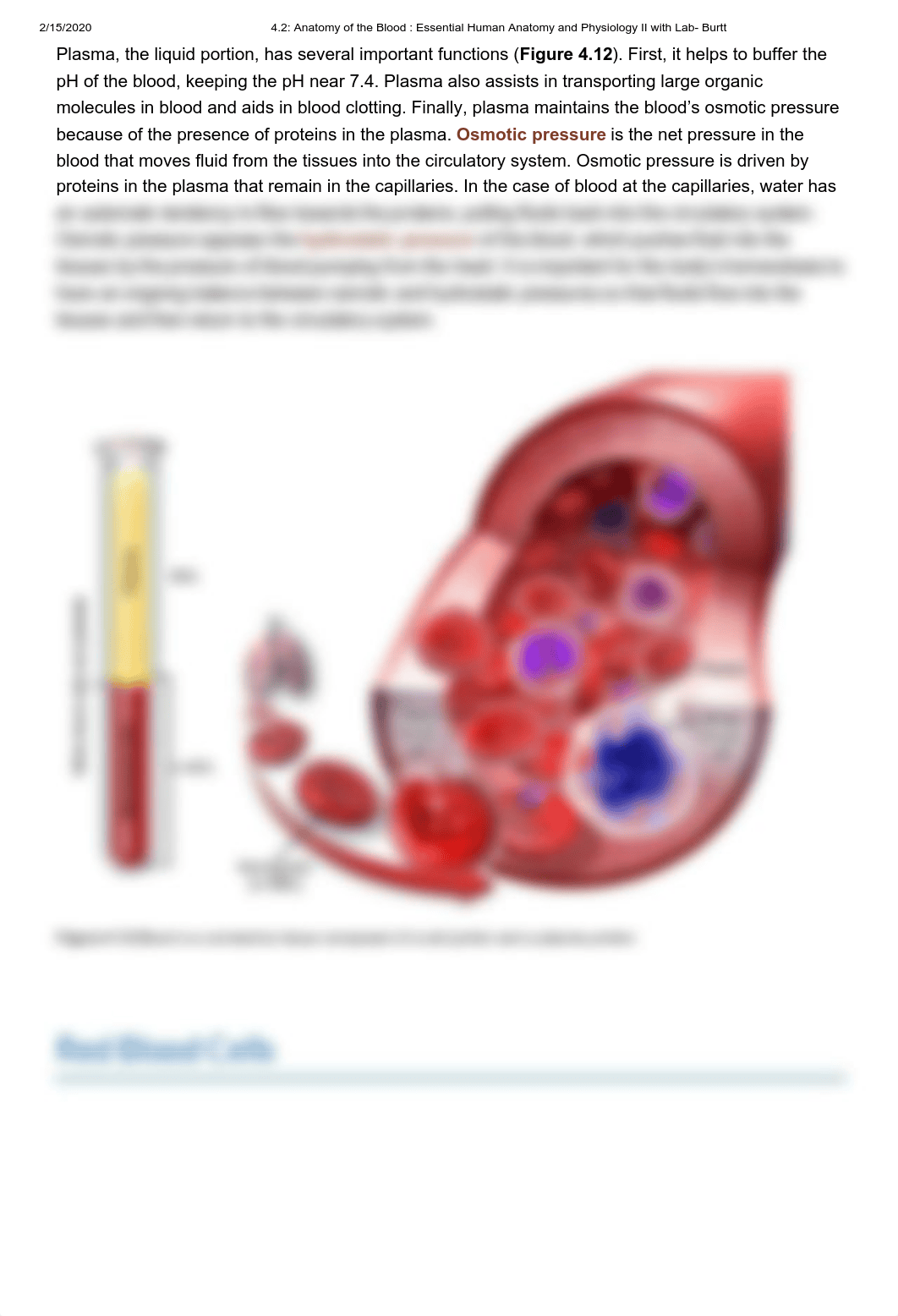 4.2_ Anatomy of the Blood _ Essential Human Anatomy and Physiology II with Lab- Burtt.pdf_dht0b89dd1v_page2