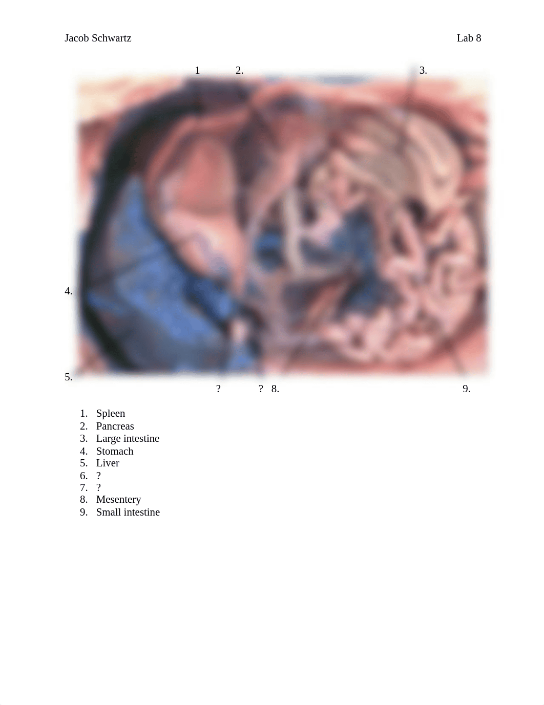 fetal pig dissection labeling - Jacob Schwartz.docx_dhttr445gk0_page1