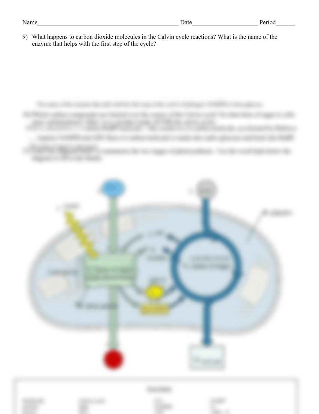 Photosynthesis_Review_Worksheet.docx.pdf_dhugjvn0k6s_page2