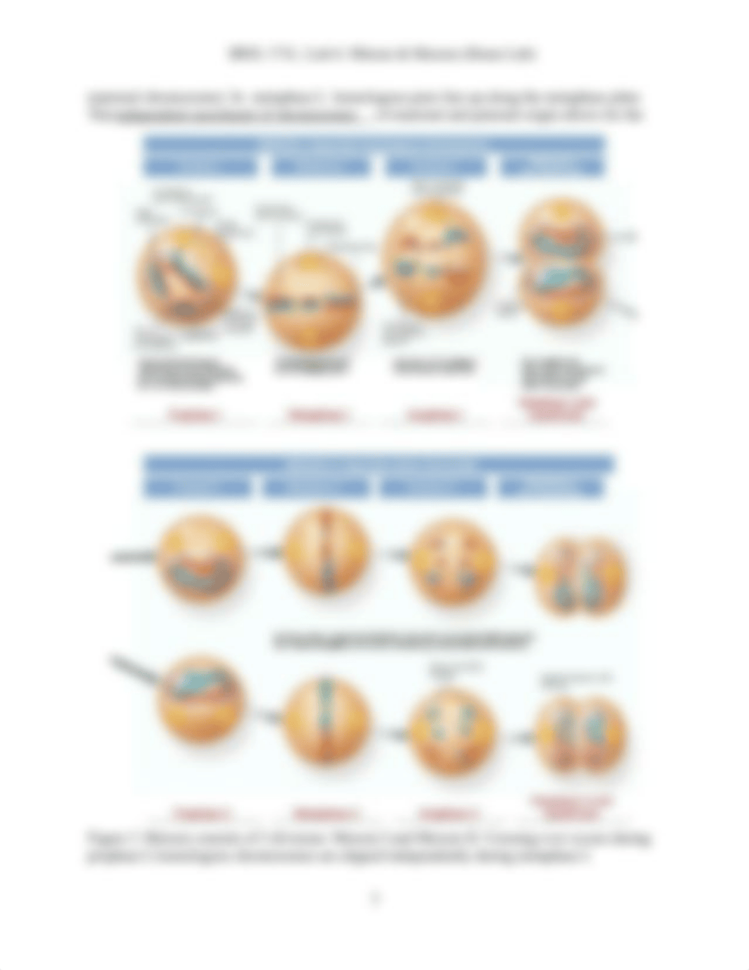 Lab 6 - Mitosis and meiosis (Home Lab) (1).pdf_dhv0v7499yg_page3