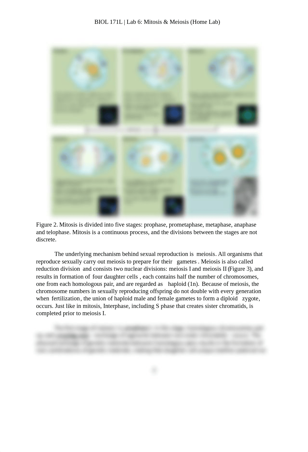 Lab 6 - Mitosis and meiosis (Home Lab) (1).pdf_dhv0v7499yg_page2