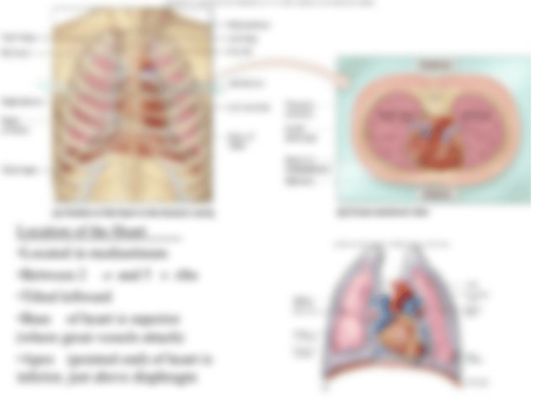 AP2 Ch 19 Heart_dhvbnpe2j5l_page3