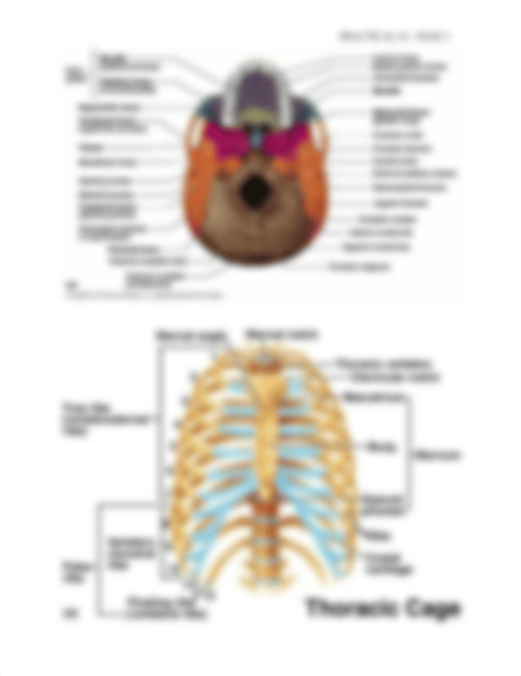 ANATOMY AND PHYSIOLOGY I_dhvj257pmy5_page3