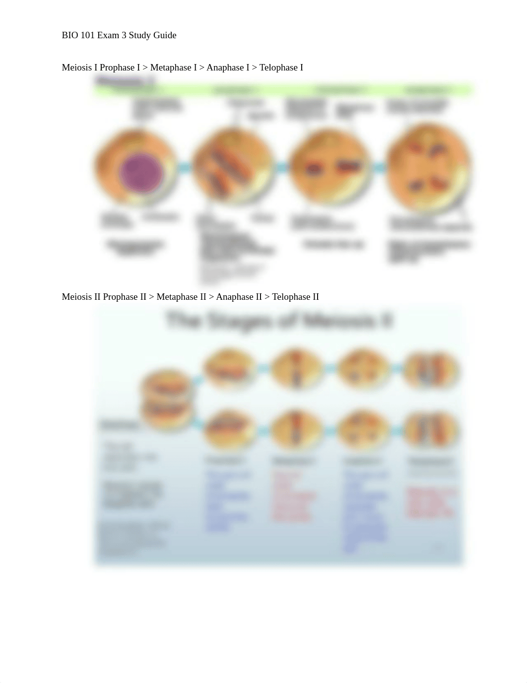 BIO 101 Exam 3 Study Guide.pdf_dhvn06c5mn4_page2