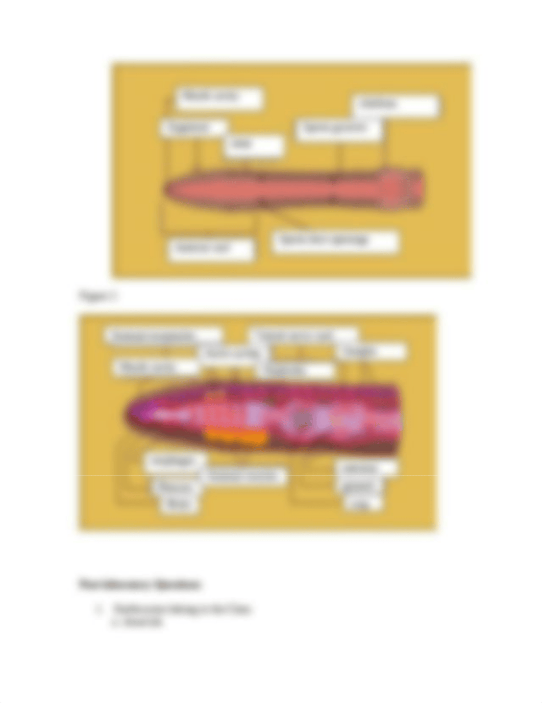 Jessice Earthworm Lab.doc_dhvr1l5zjzf_page2