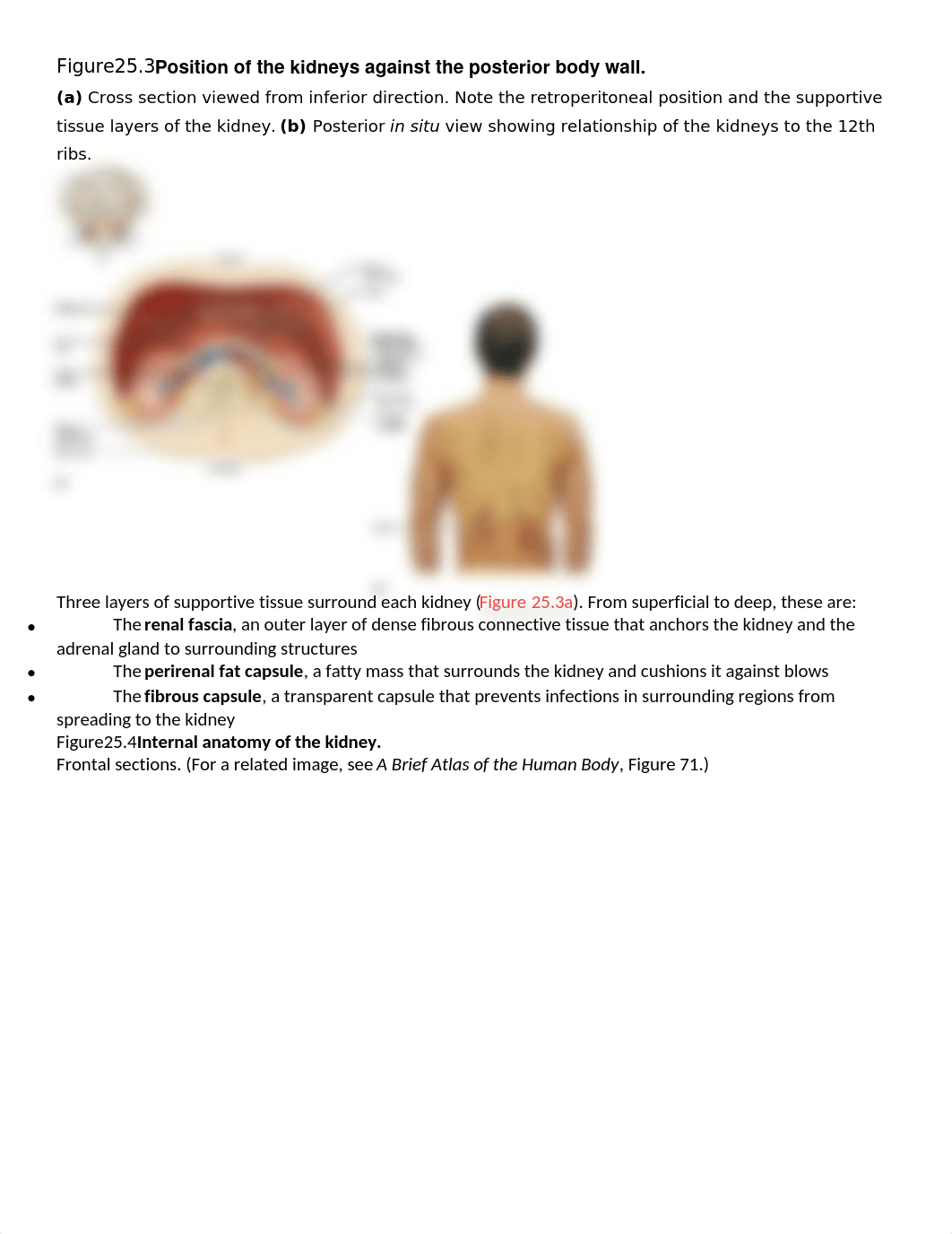 Chapter 25 Study guide.docx_dhw05jridr4_page2