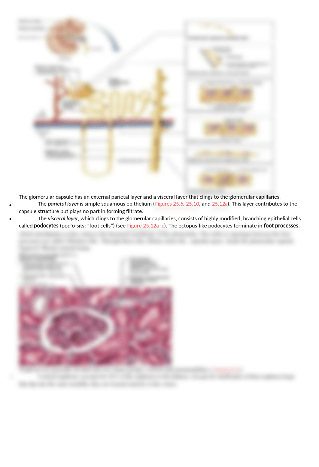 Chapter 25 Study guide.docx_dhw05jridr4_page5