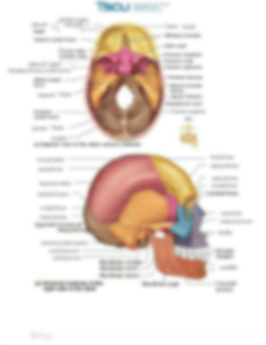 Skeletal System, Lab Assignment #3   V.3-20.pdf_dhw0xs2llgv_page3