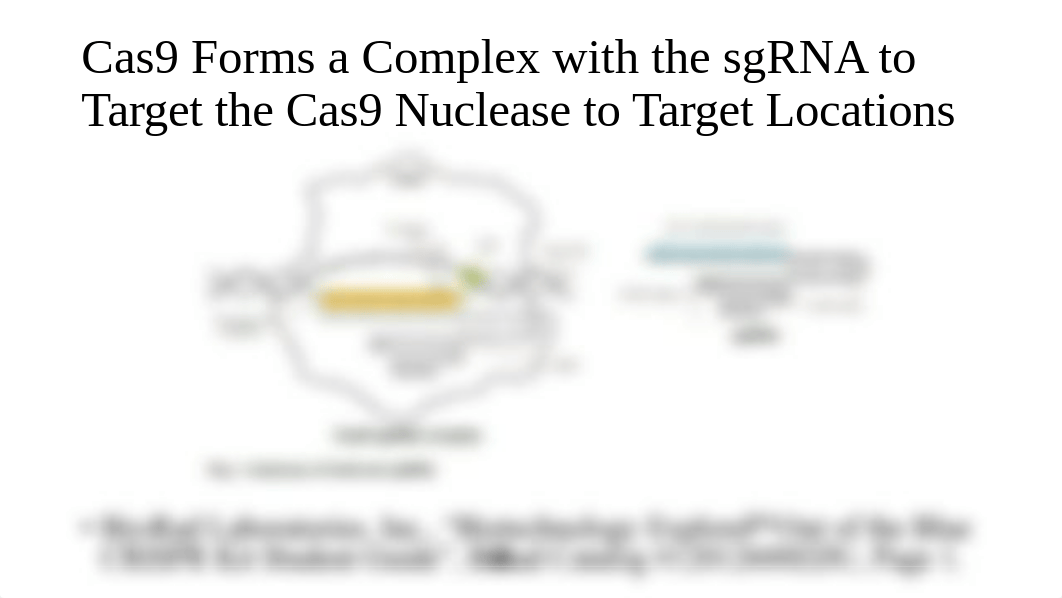 CRISPR-Cas9 Genome Editing Experiments.pdf_dhwgj7wl1vh_page5