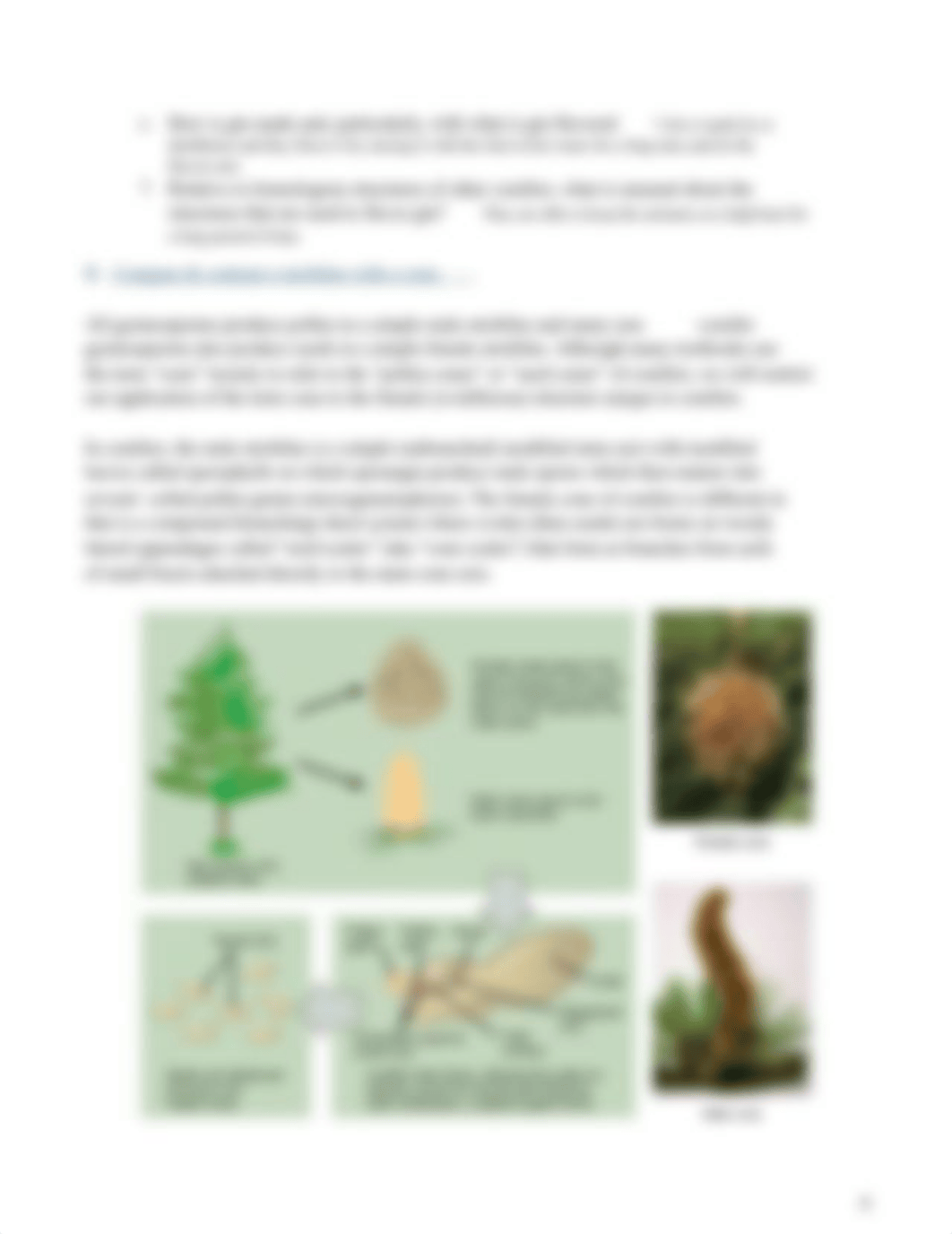 BIO 112 Lab 6 Plant Kingdom Part 2 Gymnosperms and Angiosperms Online Version.docx_dhwmp8zwy5y_page4