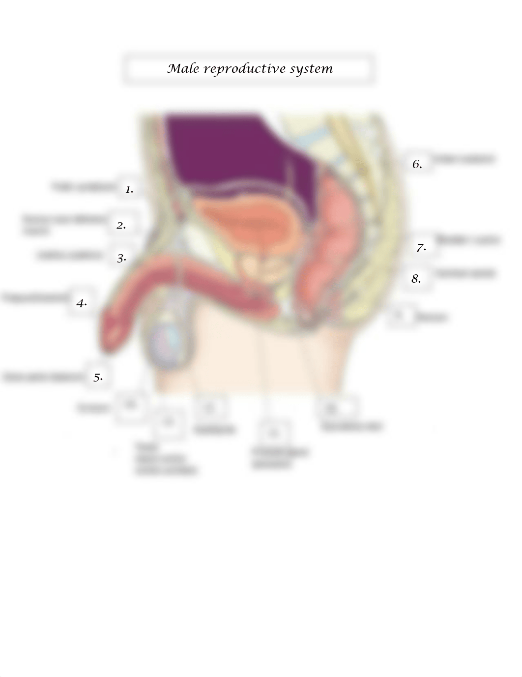 Male Reproductive System Label.pdf_dhx1db2i7gv_page1