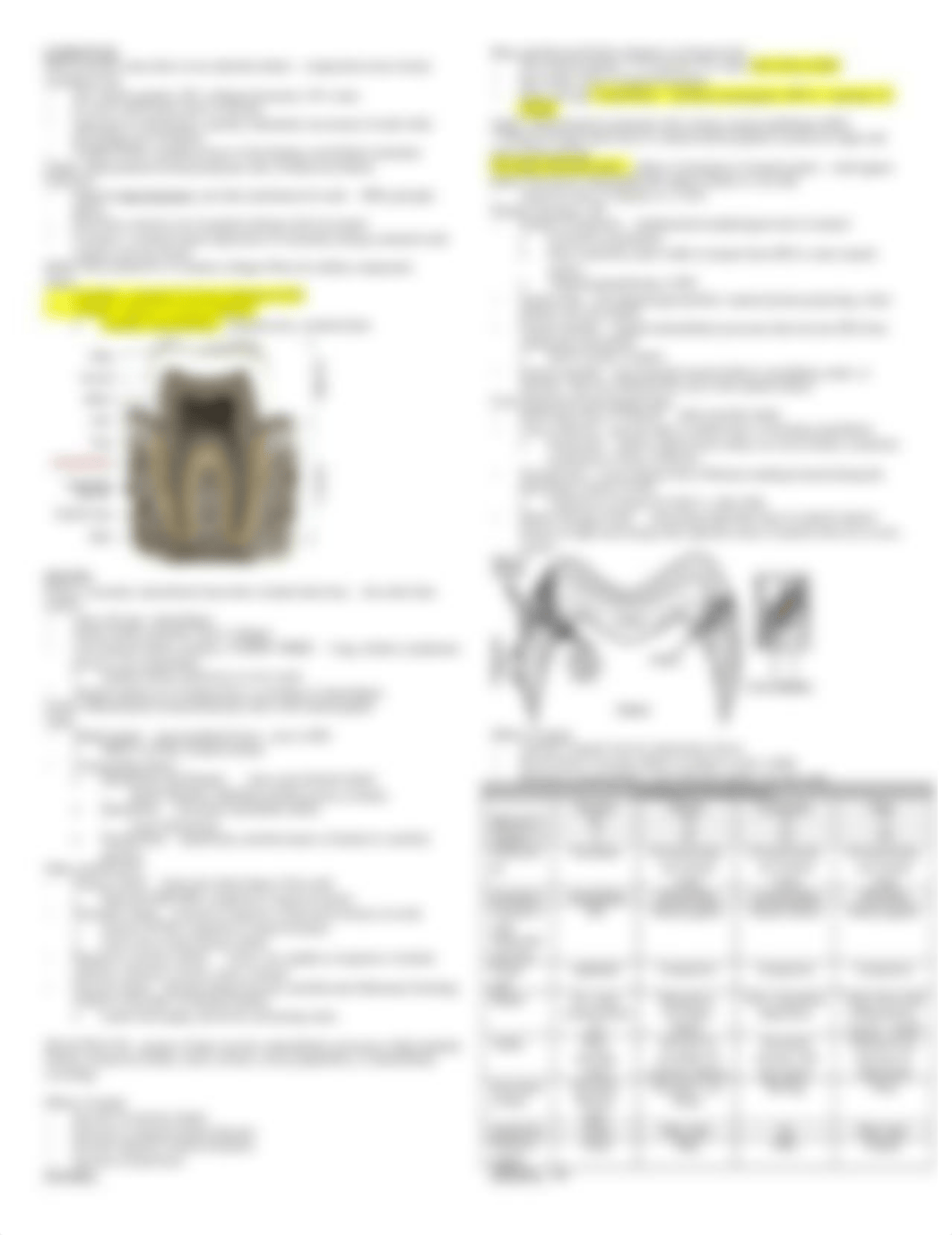 NBDE I - Dental Anatomy & Occlusion.docx_dhx7pfn9ekl_page2