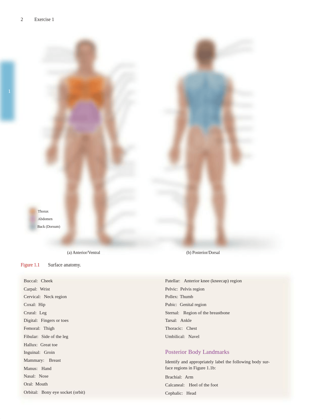 01_APLM 6e_Language of Anatomy.pdf_dhxnbebeee9_page2