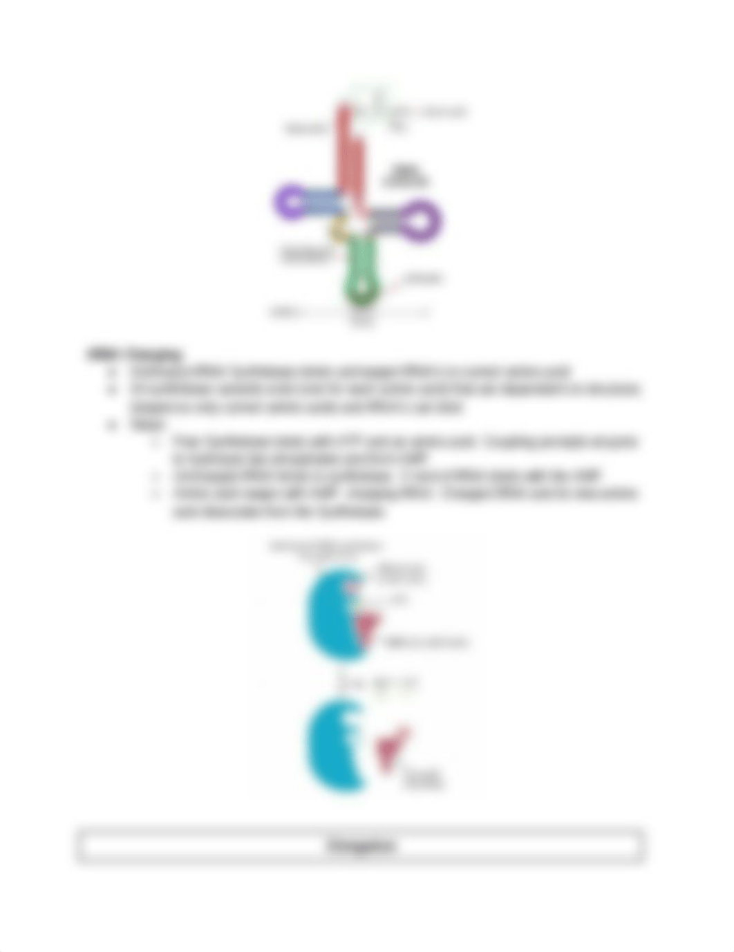 BIOL 2334 Exam 4 EC (1).docx_dhyrjd5nyux_page4