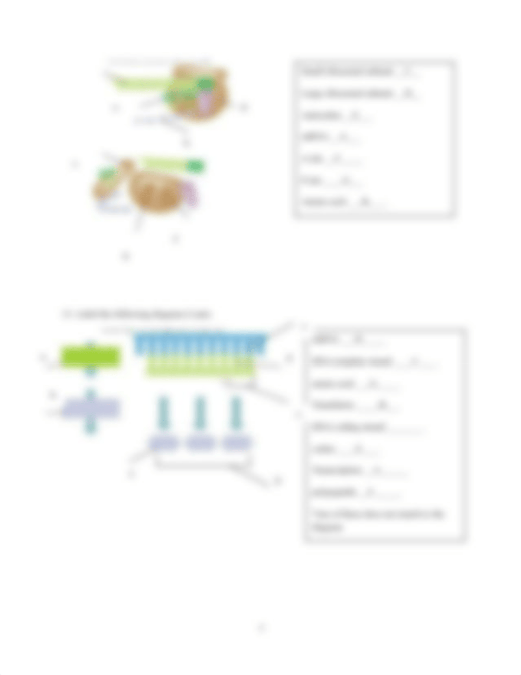 Lab 8 Transcription and Translation Worksheet 1.docx_dhyw5b4dt8b_page3