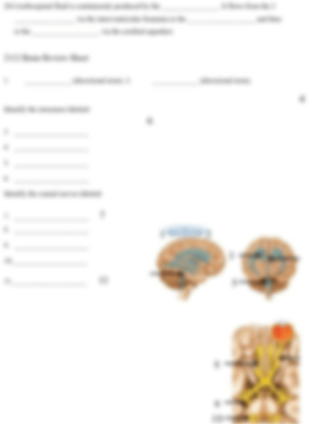 Brain Review.docx_dhywmlnles9_page2