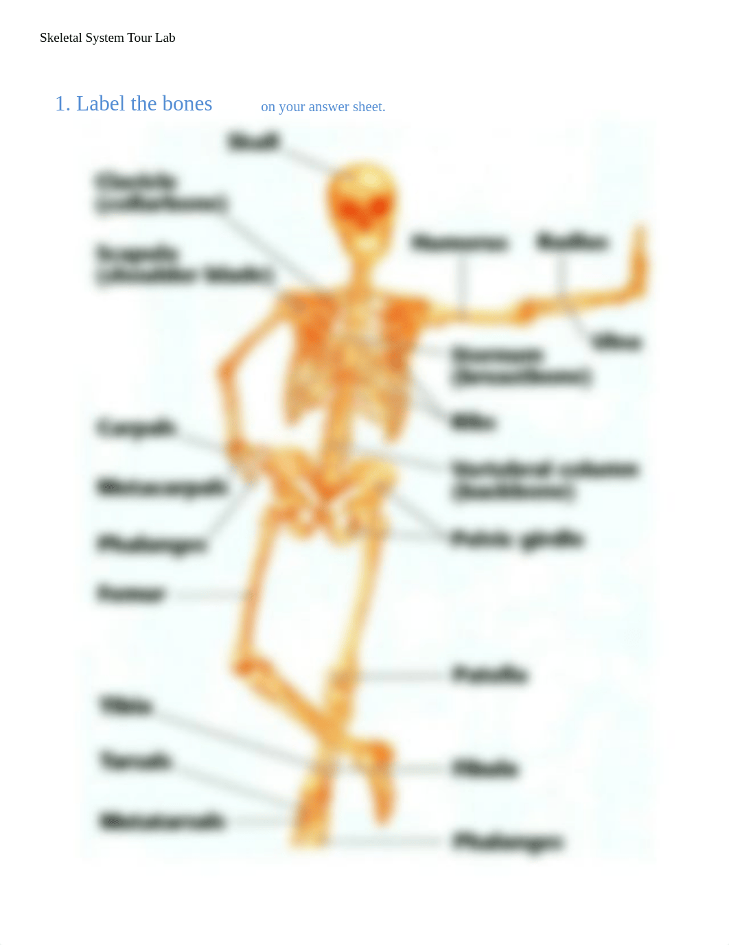 skeletal_system_tour_lab.pdf_dhyxp1ni0tc_page1