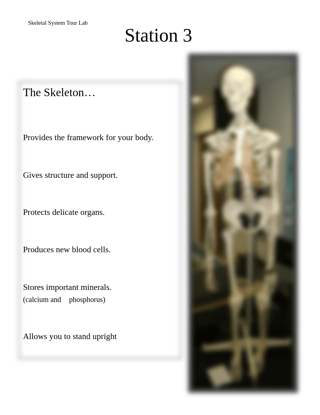 skeletal_system_tour_lab.pdf_dhyxp1ni0tc_page3