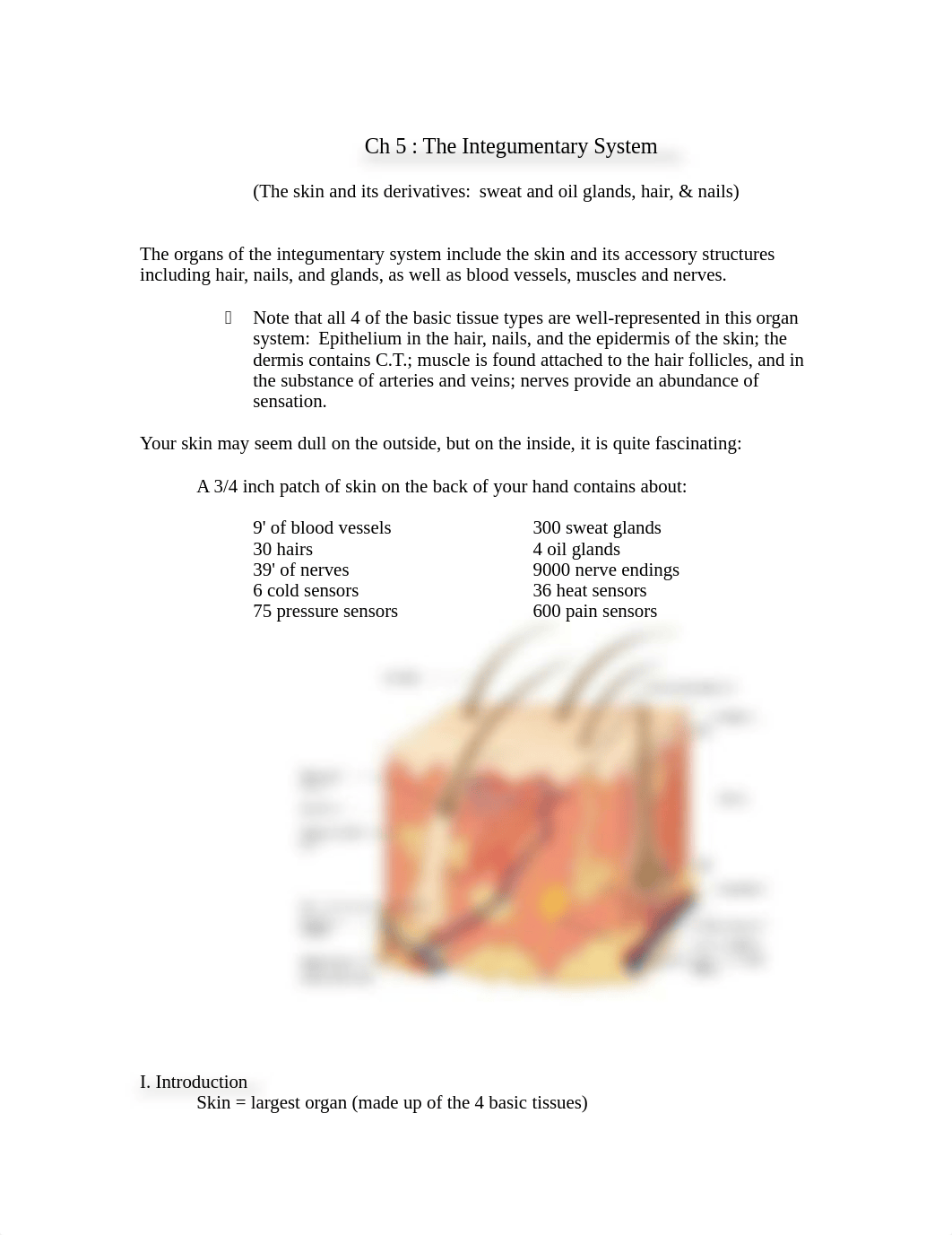 Ch 5 The Integumentary System notes.doc_di05snlrj71_page1