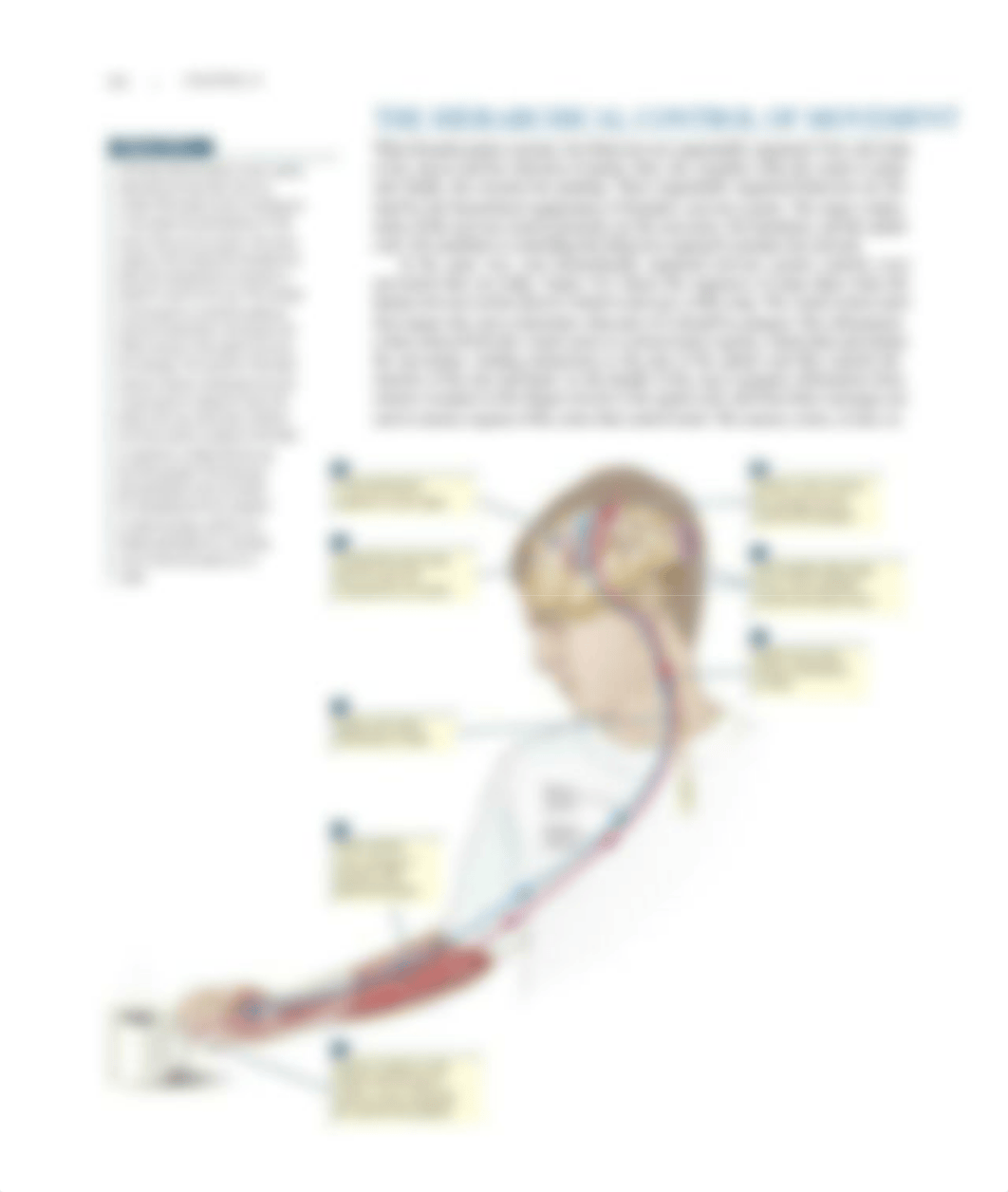 How Does the Brain produce movement.pdf_di1289rukon_page3