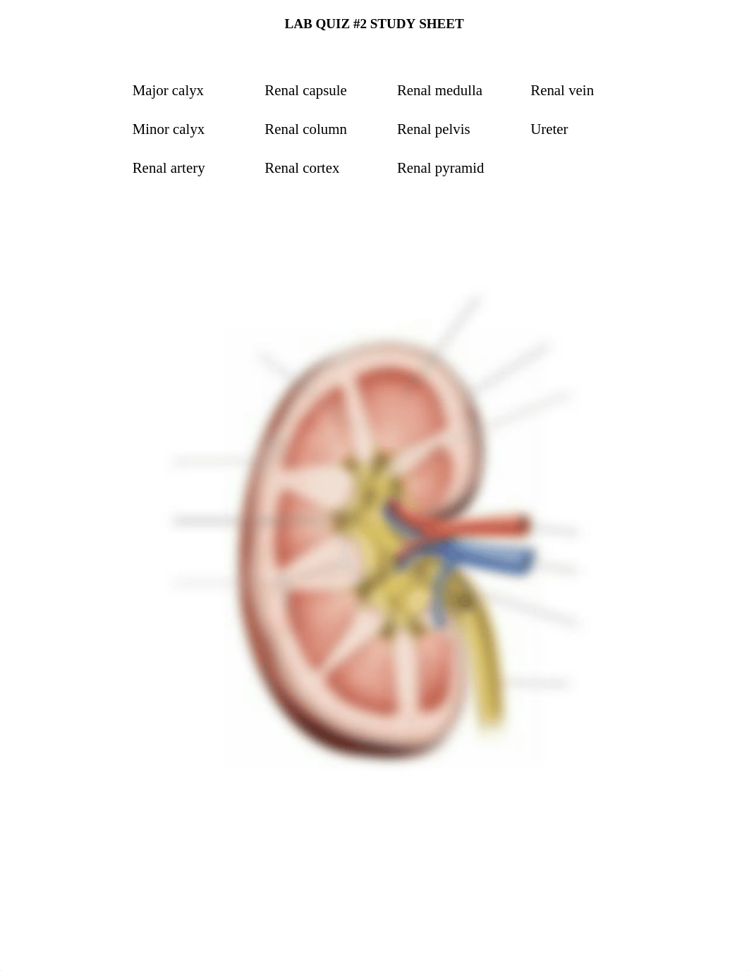 lab quiz #2 - BIO 240.docx_di12wn02bfl_page1