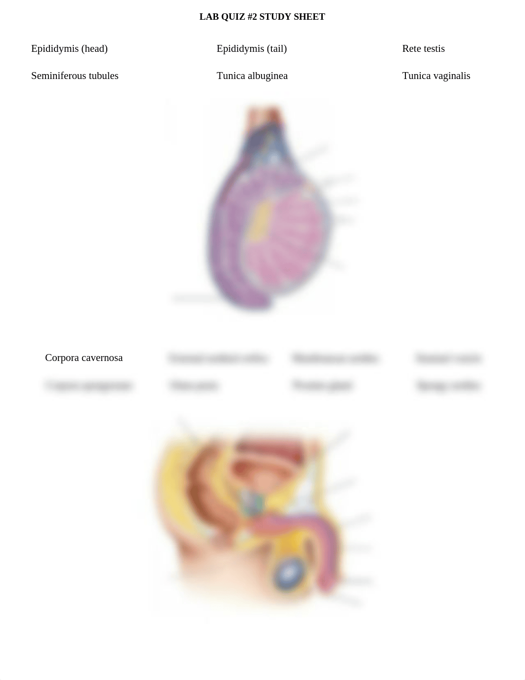 lab quiz #2 - BIO 240.docx_di12wn02bfl_page3