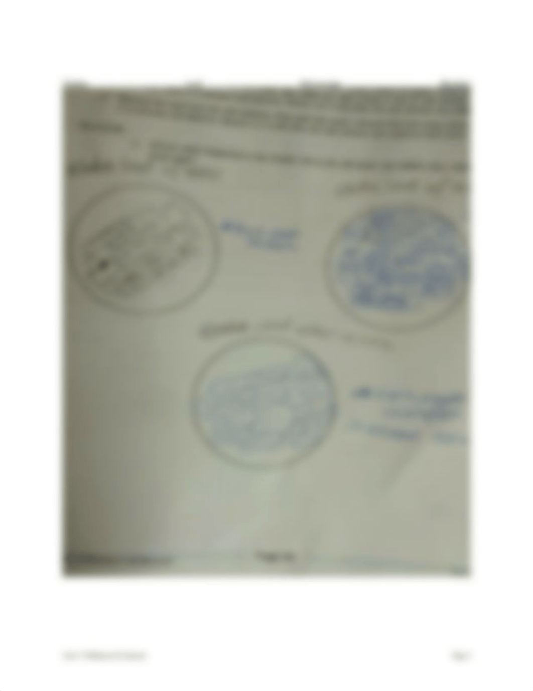 Brittany Norris Post Lab 5 Osmosis  Diffusion.doc_di18smpqodc_page3