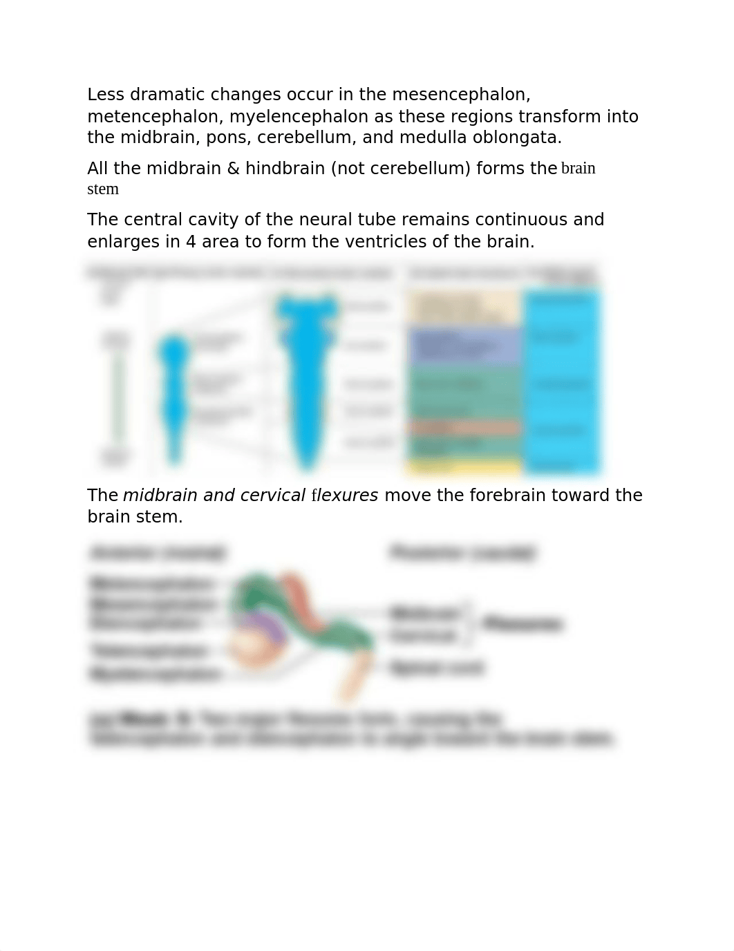 Chapter 12 The CNS.docx_di19lydc8f4_page2