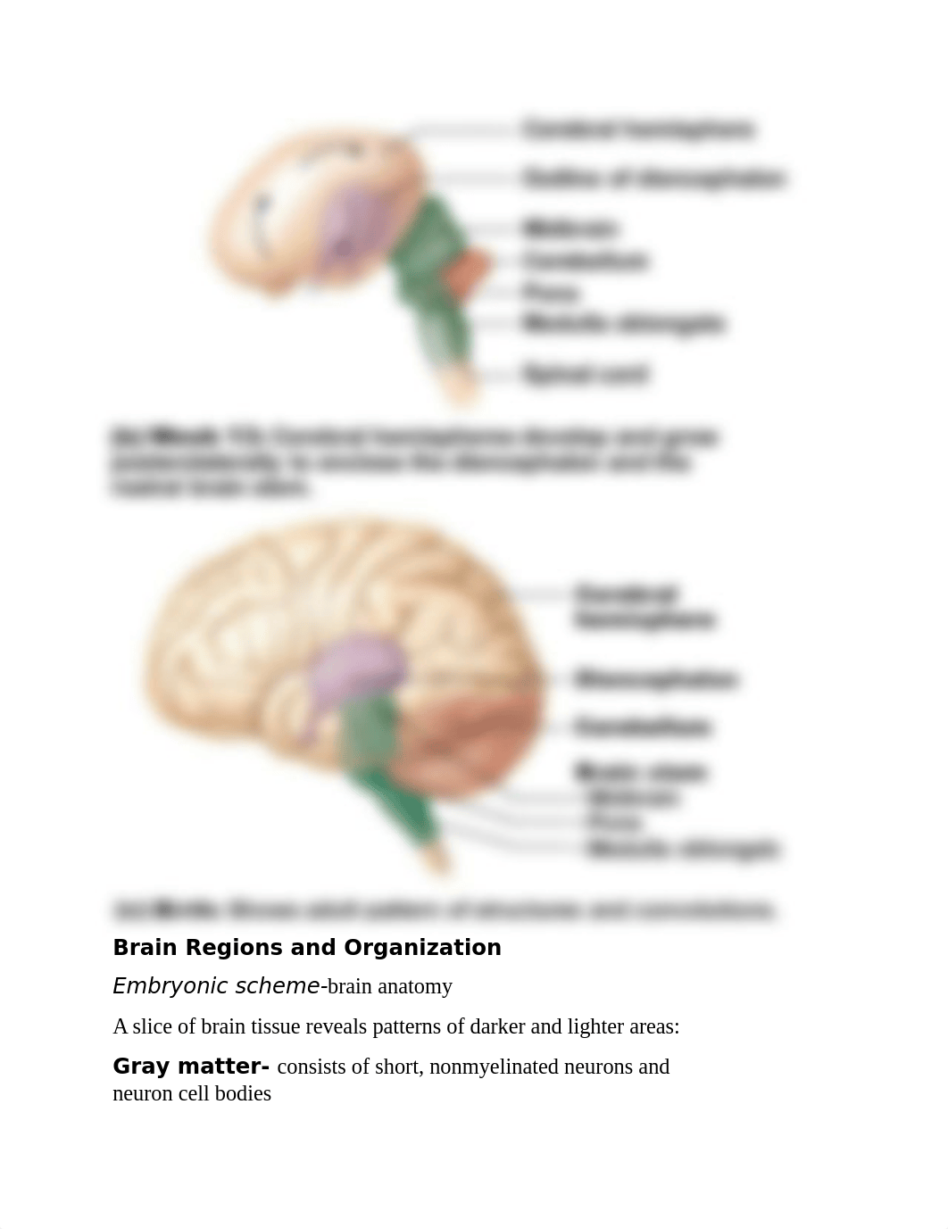 Chapter 12 The CNS.docx_di19lydc8f4_page3