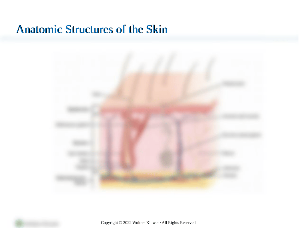Hinkle15e Chapter 55 Skin.pptx_di1q86fep3c_page3