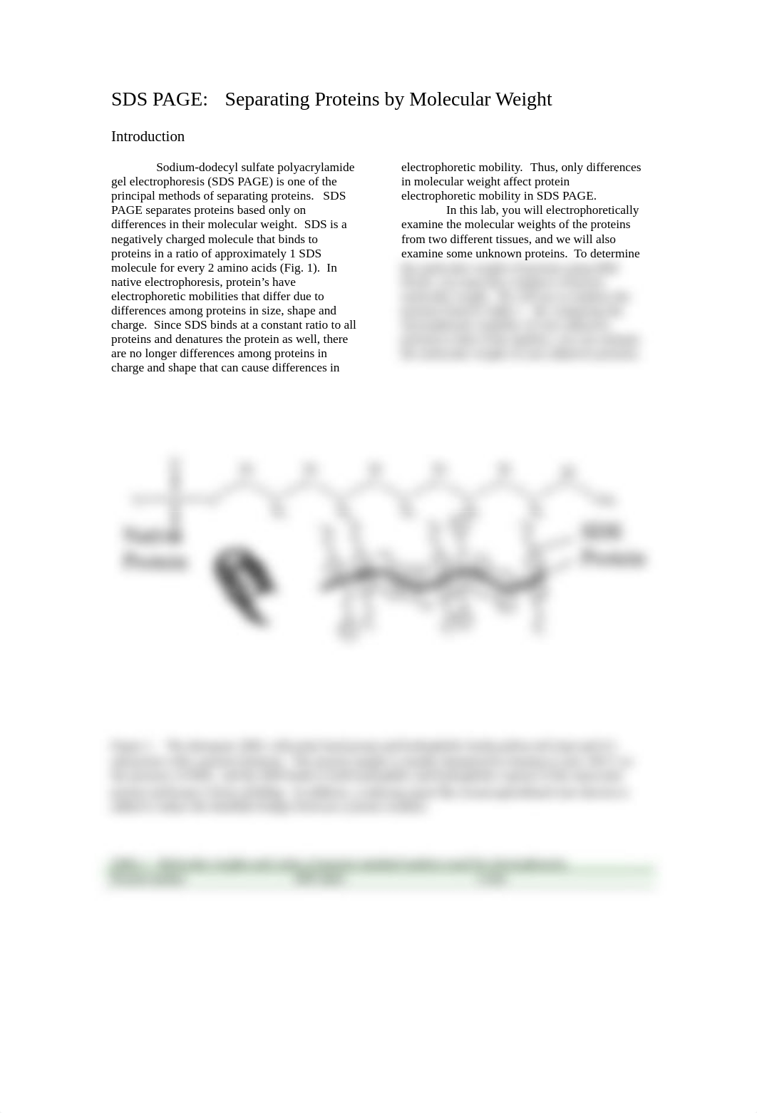 bio465 sds page of SEC fractions_di1tn1ceuvv_page1