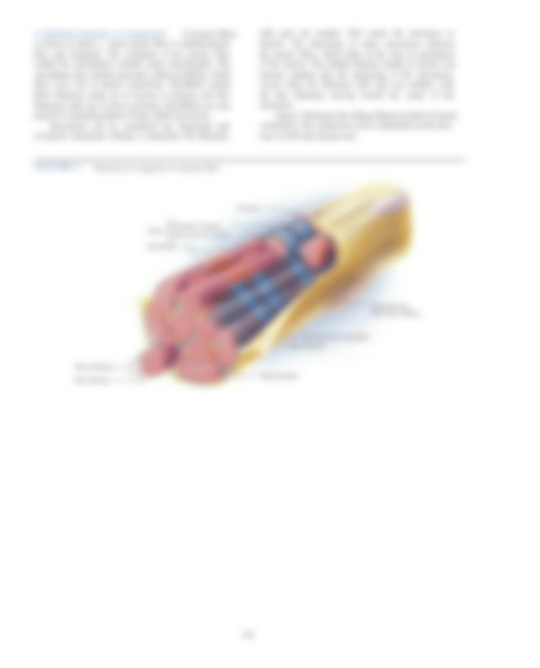 Kami Export - Marckenley Caceus - Lab #13 Muscle Fatigue.pdf_di26qub4xsw_page2