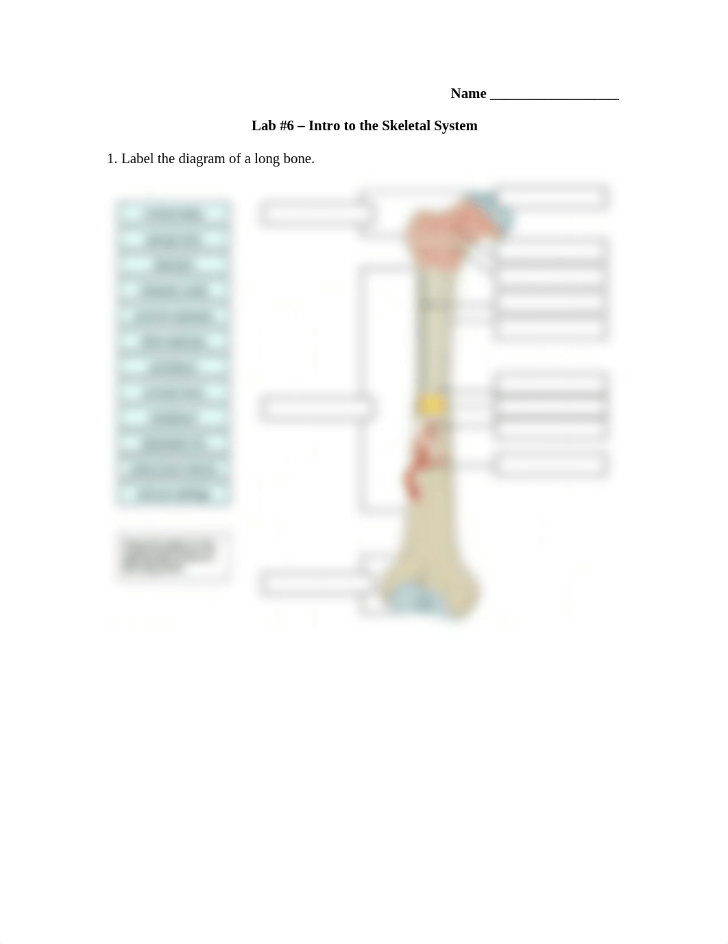 Lab 6 Lab Report Intro to the Skeletal System (1).docx_di297834tic_page1