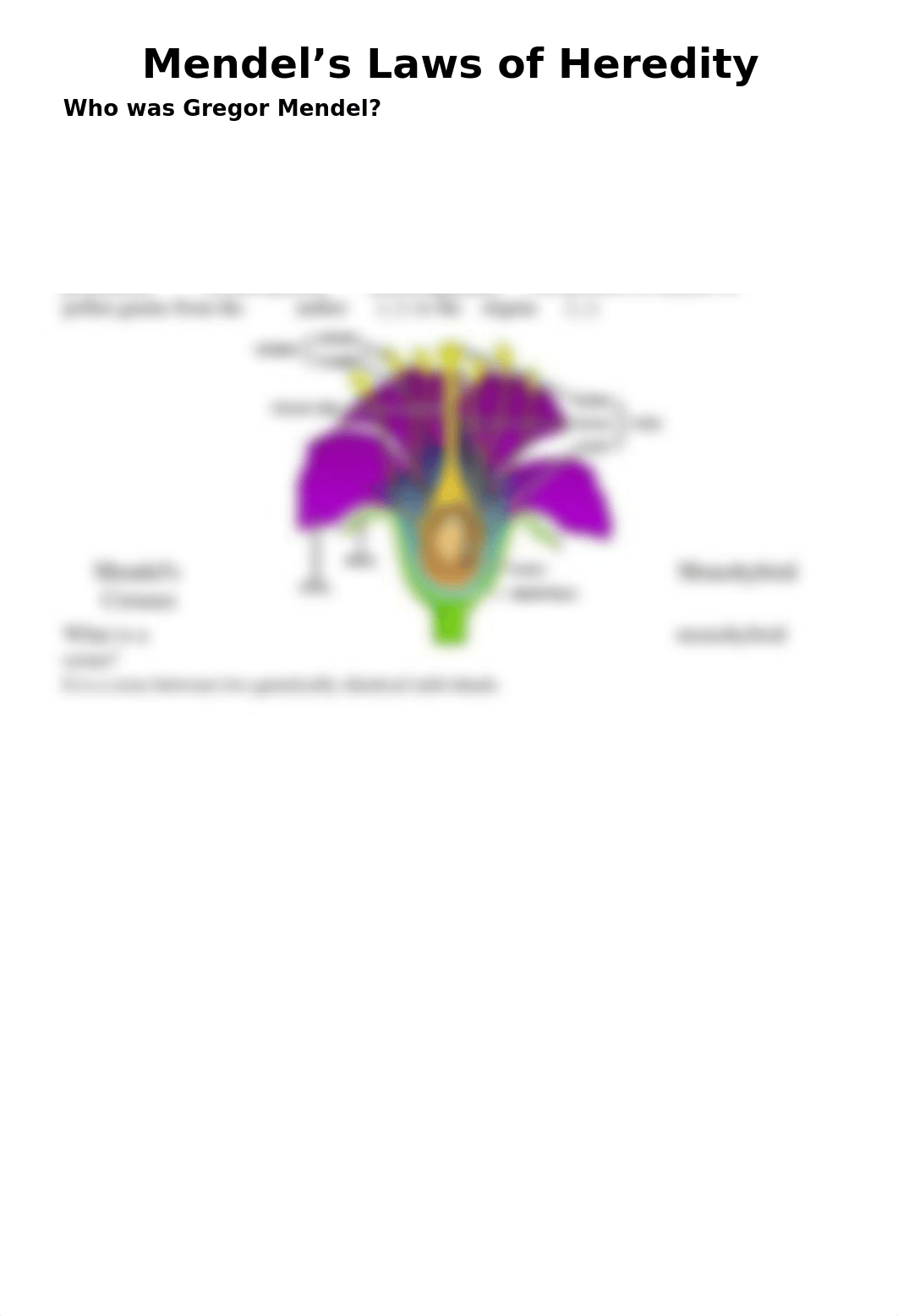 mendels_laws_and_mendel_worksheet.doc_di2aqk9osdy_page1