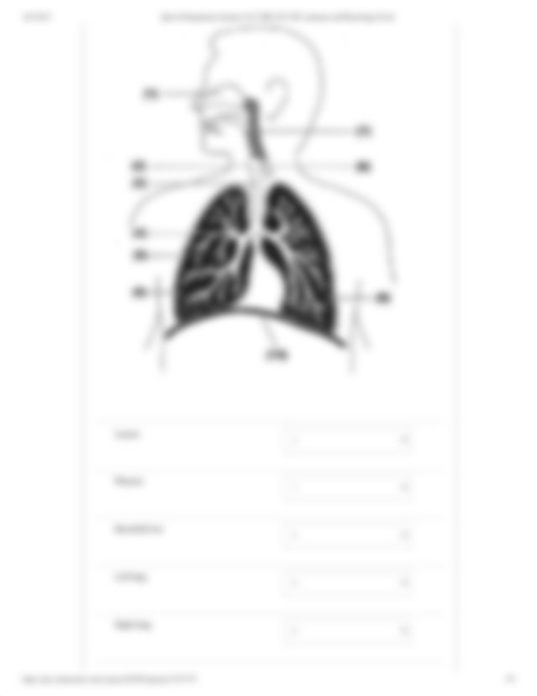 Quiz #6 Respiratory System A&P2.pdf_di344ze0gkb_page3