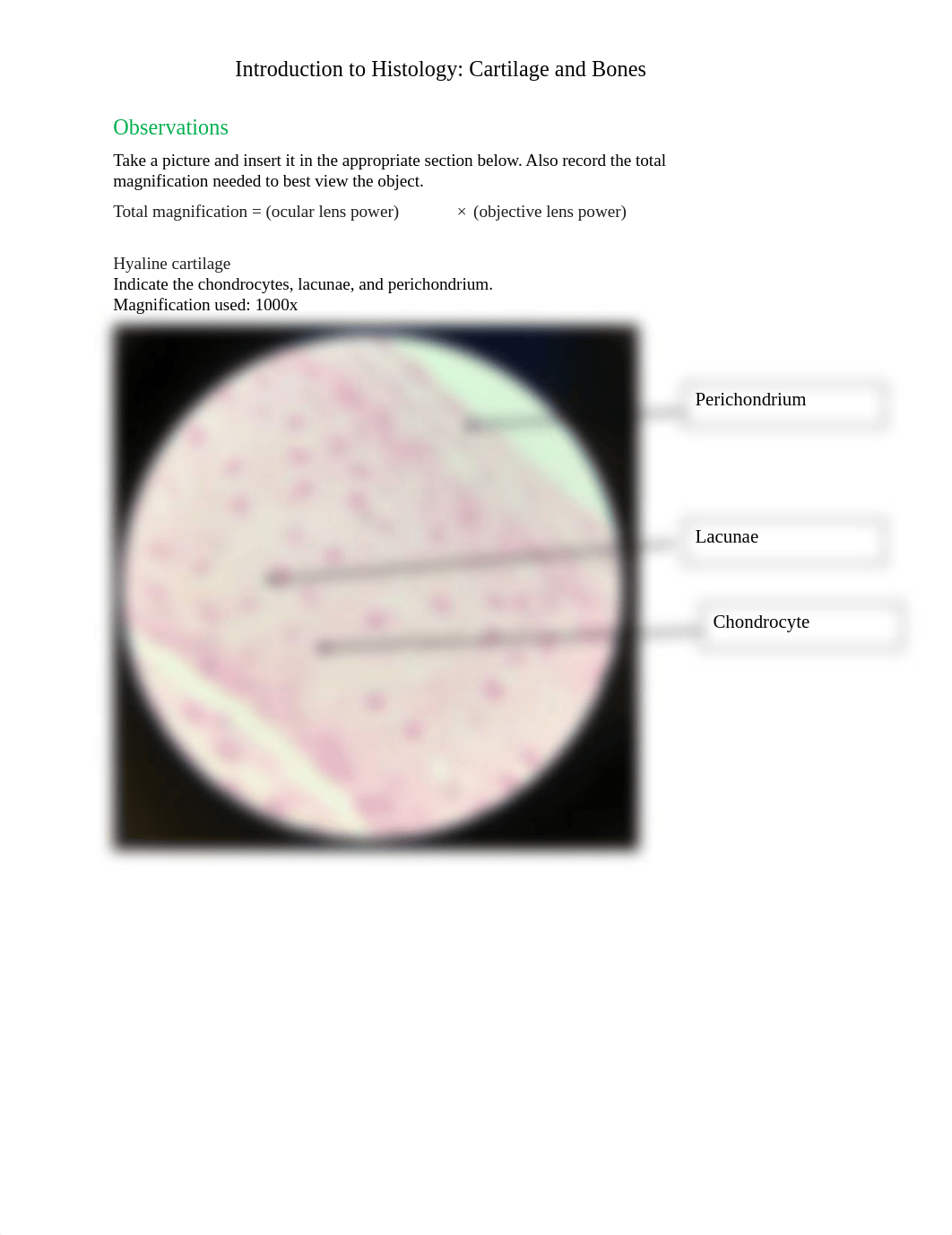 K Harvey-BIO201 Introduction to Histology_Cartilage and Bones_Answer sheet.pdf_di3fjuvoh5u_page1