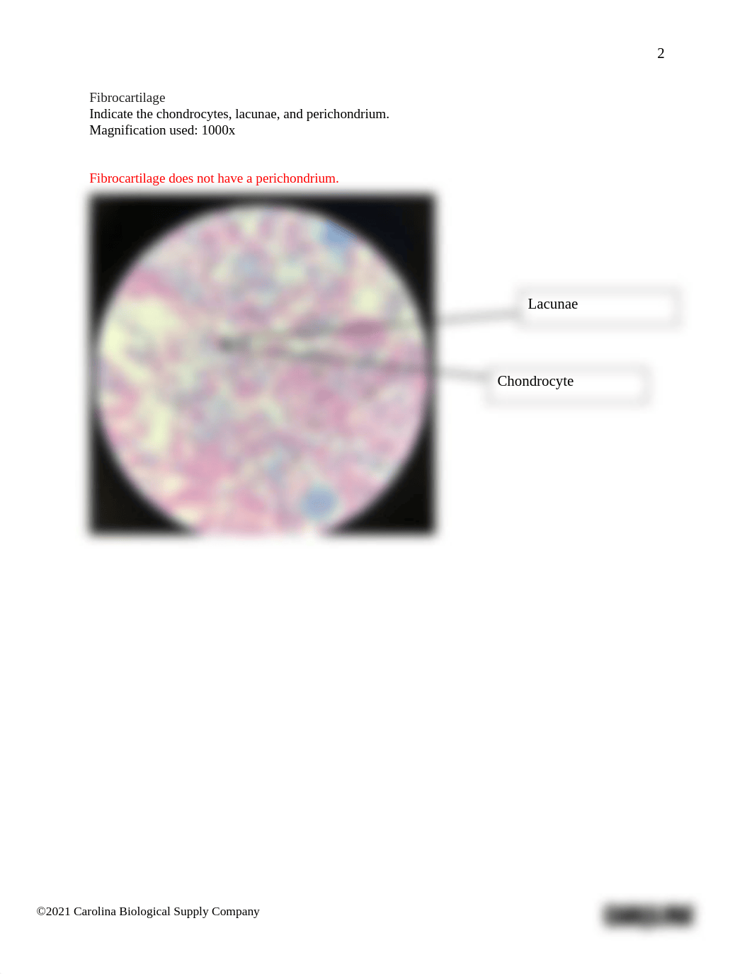 K Harvey-BIO201 Introduction to Histology_Cartilage and Bones_Answer sheet.pdf_di3fjuvoh5u_page2