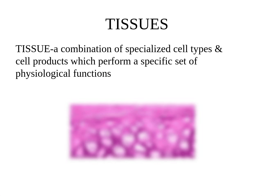 Histology of Epithelial & Connective Tissues (1)_di3opu8jyd7_page2